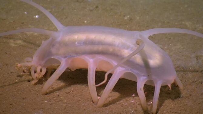 Sea Pig