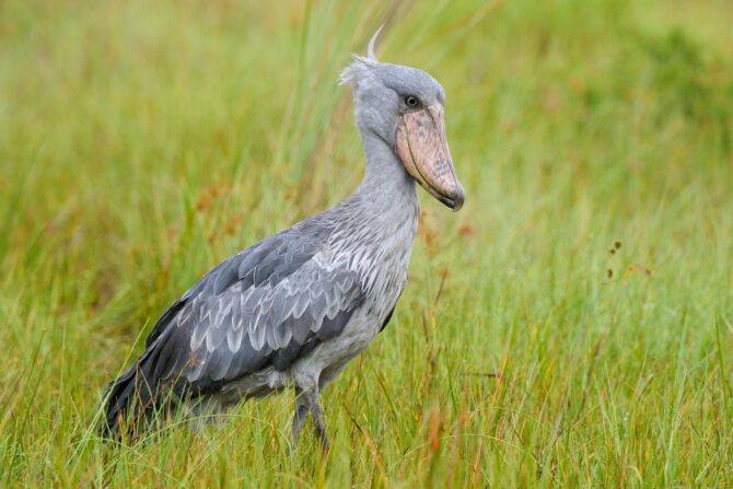 Shoebill (Balaeniceps rex) on Grass