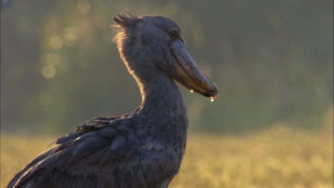 Shoebill