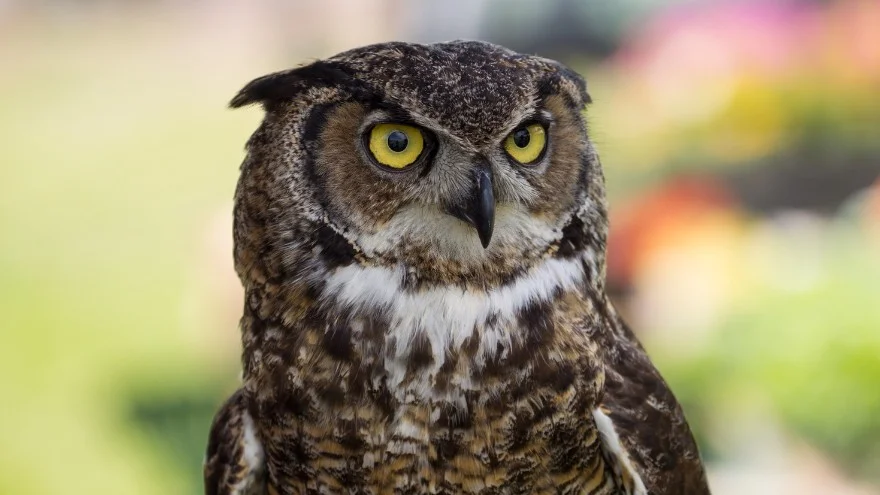 Species of Owls In Alabama - Identification, Facts, Sounds, Pictures