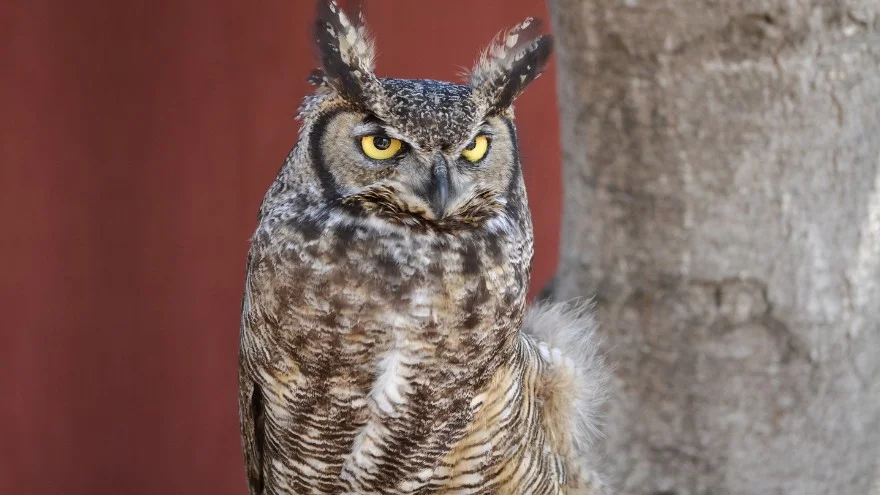 Species of Owls In Colorado - Identification, Facts, Pictures