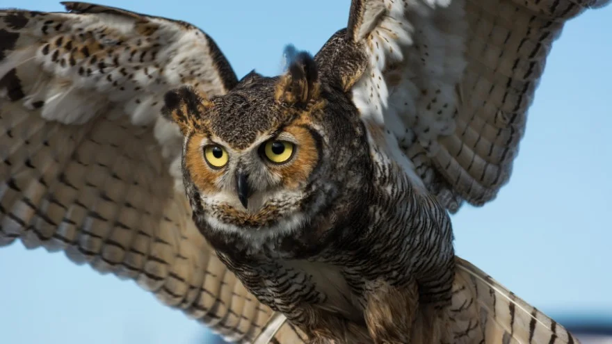 Species of Owls In Florida - Identification, Facts, Sounds, Pictures