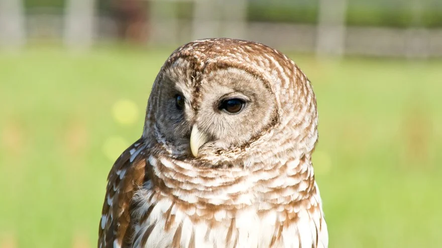 Species of Owls In Illinois - Identification, Facts, Pictures