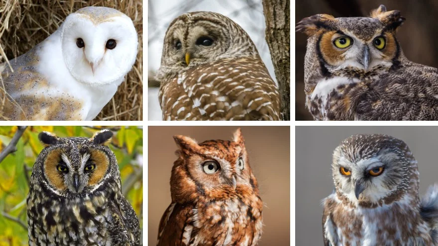 Species of Owls In Indiana - Identification, Facts, Pictures