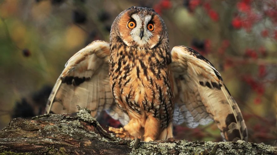 Species of Owls In Michigan - Identification, Facts, Sounds, Pictures