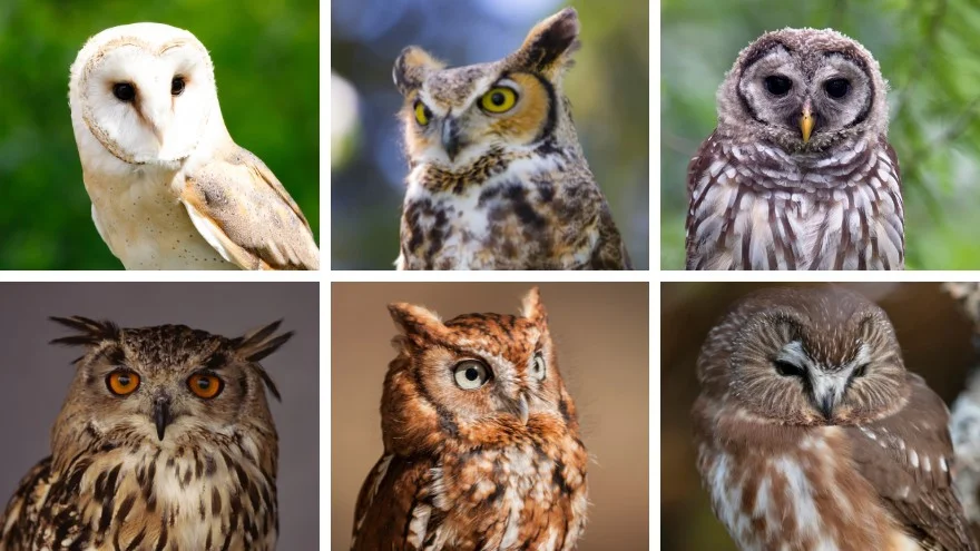 Species of Owls In Missouri - Identification, Facts, Pictures
