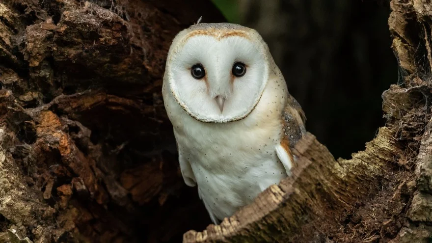 Species of Owls In Tennessee - Identification, Facts, Sounds, Pictures