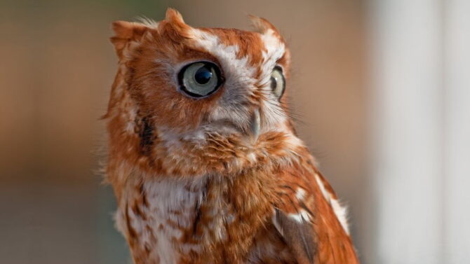 Owls In Virginia: 8 Species Identification, Facts, Pictures