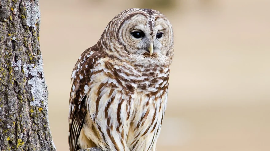 Species of Owls In Wisconsin - Identification, Facts, Pictures