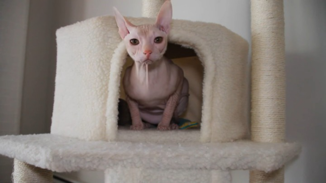 Sphynx Cat