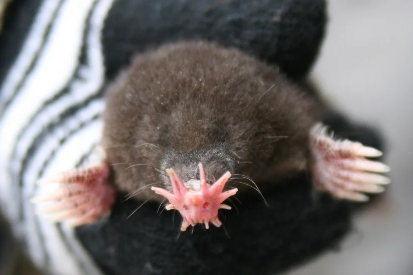 Star-nosed Mole (Condylura cristata)