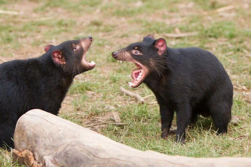 Tasmanian devils (Sarcophilus harrisii)