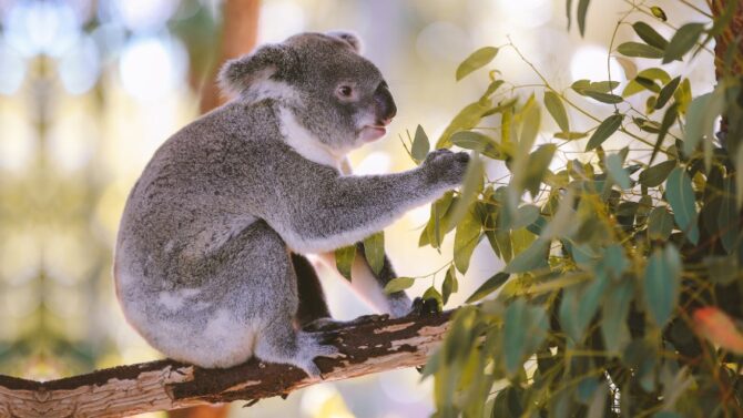 The Best Zoos In Australia (Experience Australian Wildlife)