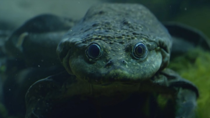 Titicaca Water Frog