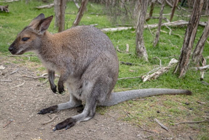 Wallaby in the wild