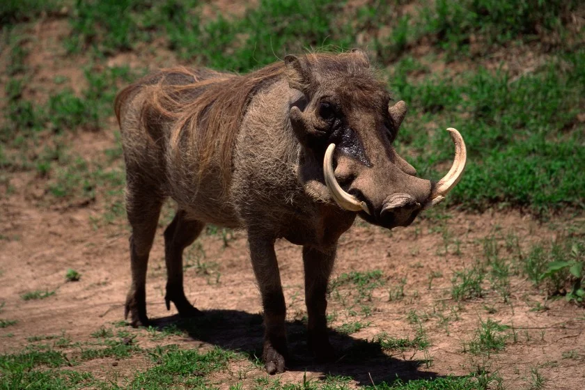 Warthog (Phacochoerus africanus)