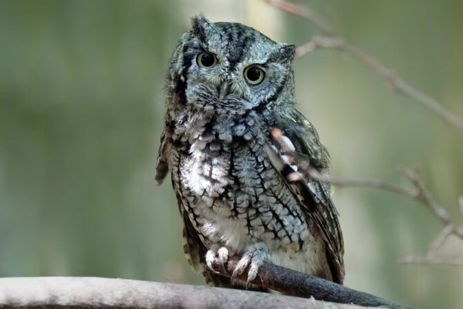 Whiskered Screech Owl (Megascops trichopsis)