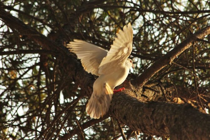 White Dove on Tree at Sunrise