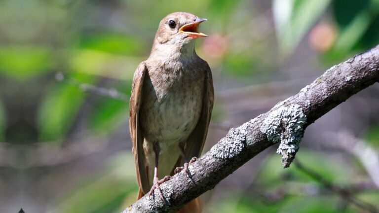 Why Do Birds Chirp At Night? 7 Reasons Nocturnal Birds Sing