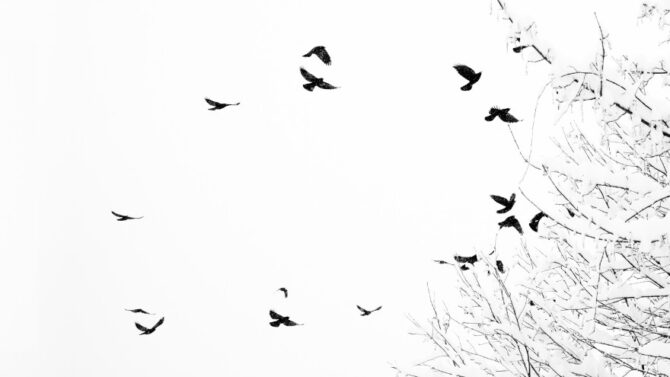Why Do Birds Fly In Circles (Reasons For This Behavior)