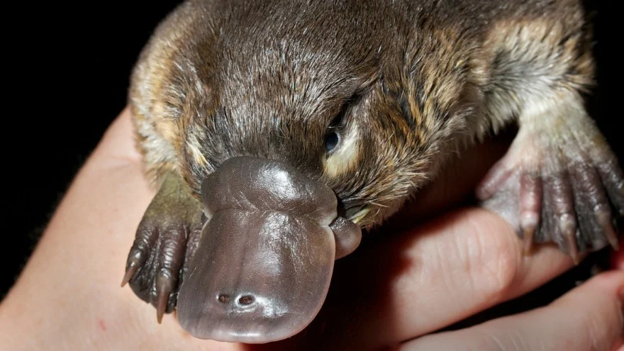 Why Does Australia Have Weird Animals? (Strangest Species)