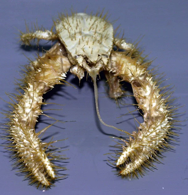 Yeti crab (Kiwa hirsuta)