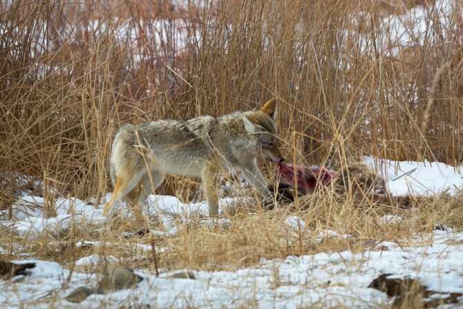 A Coyote Eating an Elk Carcass