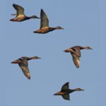 What Is A Group Of Ducks Called? Collective Nouns for Ducks