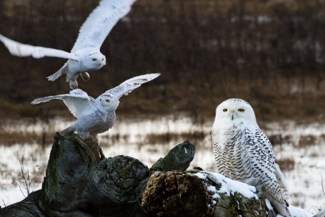 A Group of Snowy Owls