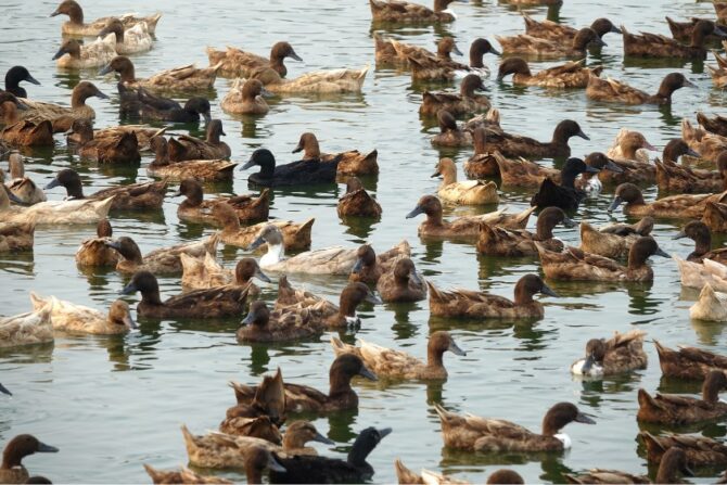 A Paddling of Ducks in Water