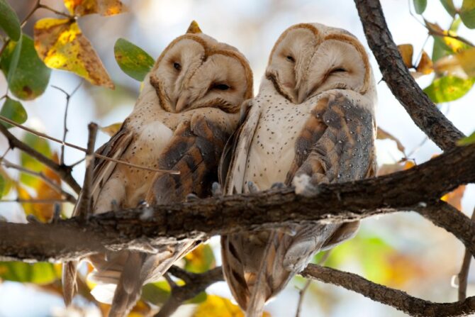 A Pair of Barn Owls