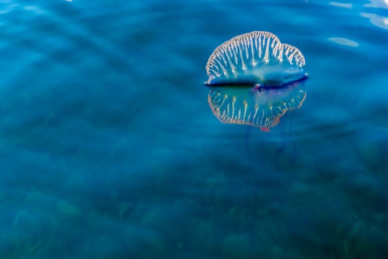 What Is A Group Of Jellyfish Called? (Collective Nouns)
