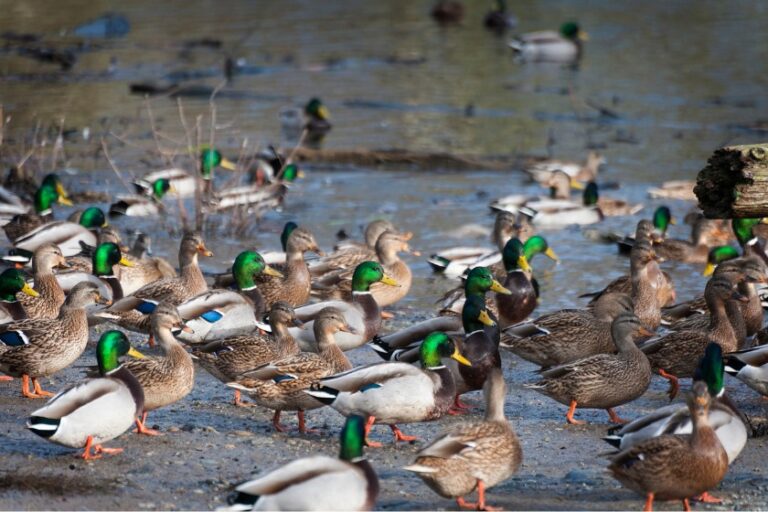 What Is A Group Of Ducks Called? Collective Nouns for Ducks