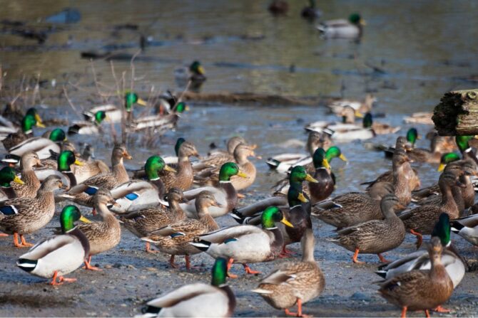 A Waddling of Ducks