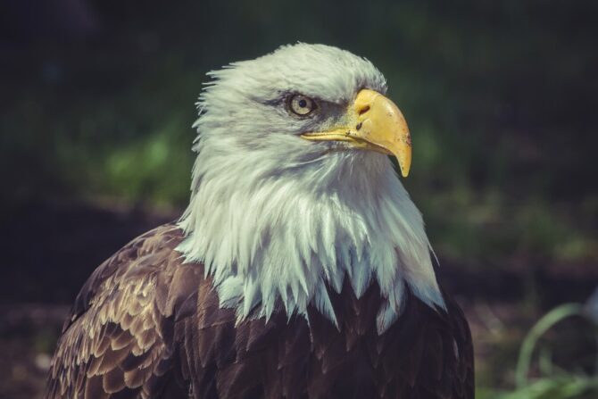 American Bald Eagle (Haliaeetus leucocephalus)