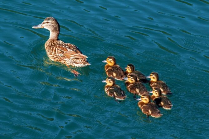 An Adult Duck Swimming in Water with Seven Ducklings