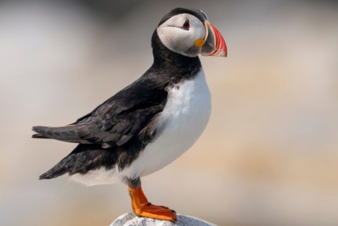 Atlantic Puffin (Fratercula arctica) on Rock