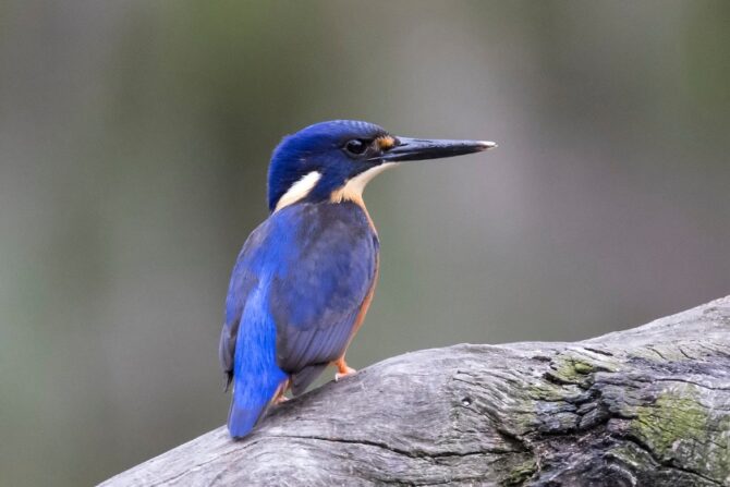 Azure Kingfisher Bird (Ceyx azureus)