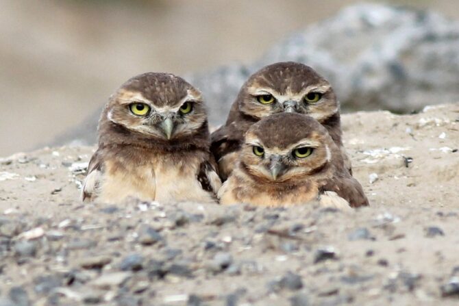 Three Baby Burrowing Owlets