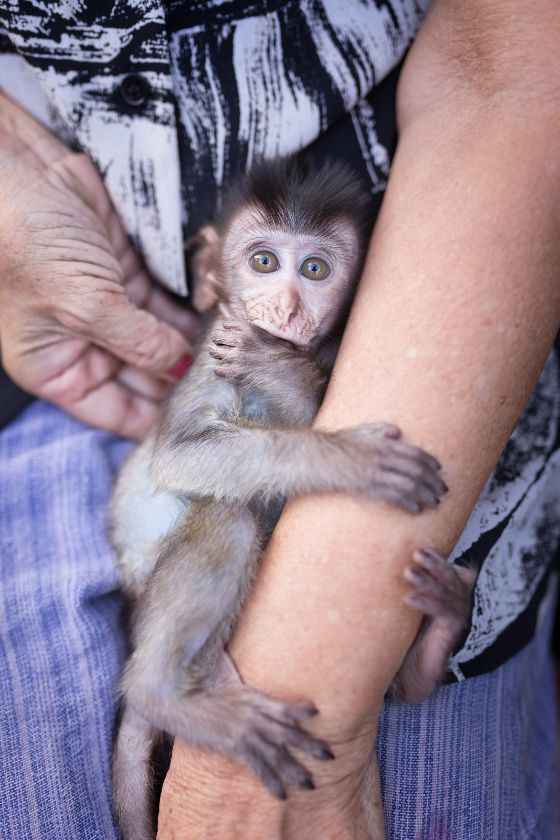 Baby Monkey Hugging Human's Arm