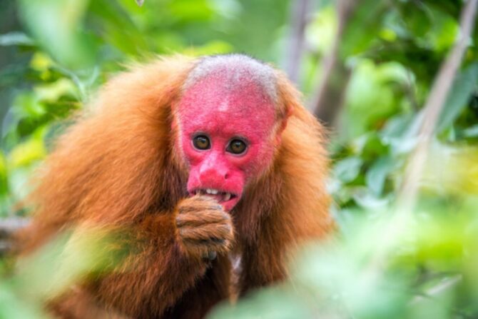 Bald Uakari (Cacajao calvus)