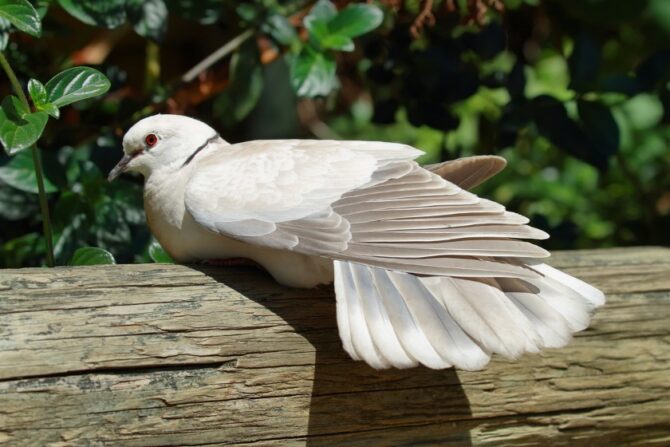 Barbary Dove (Streptopelia risoria)