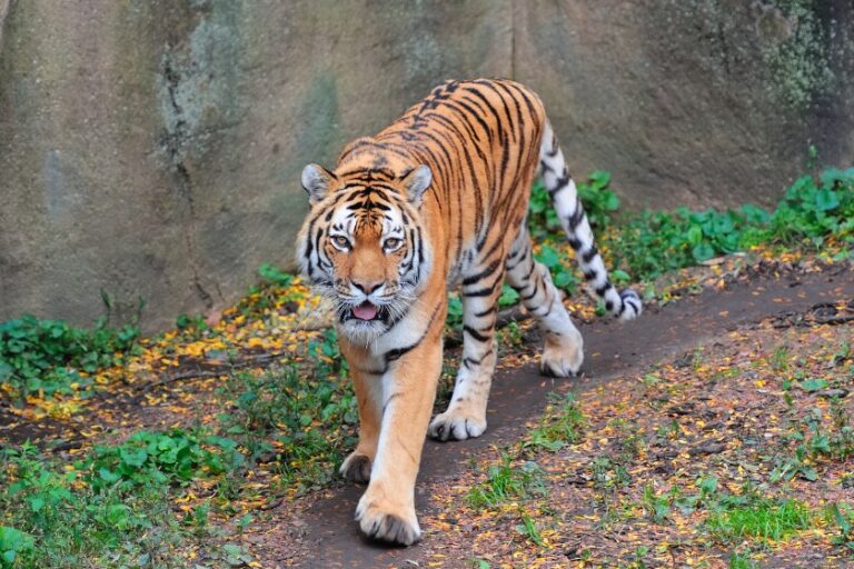 10 Best Zoos In Connecticut (popular Wildlife Attractions)