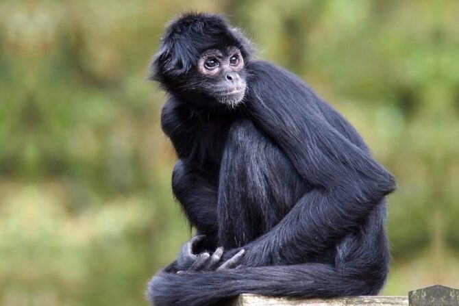 Black Spider Monkey Looking