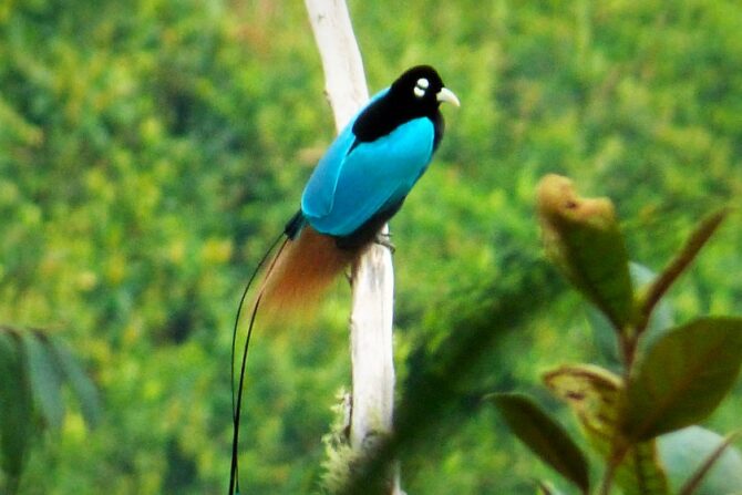 Blue Bird of Paradise (Paradisornis rudolphi )