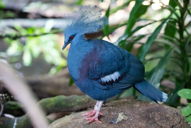 Blue Crowned Pigeon (Goura cristata)