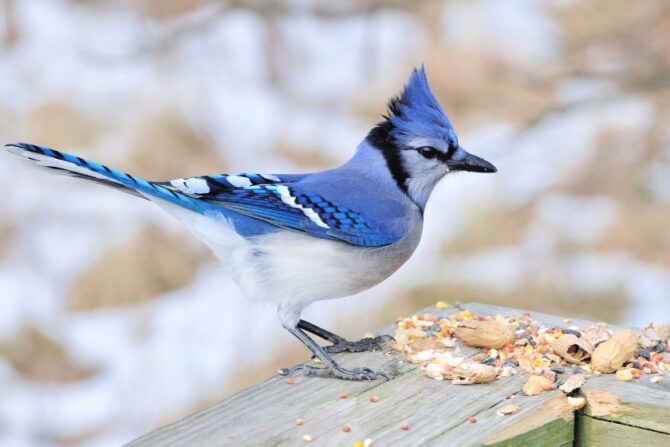 Blue Jay (Cyanocitta cristata)