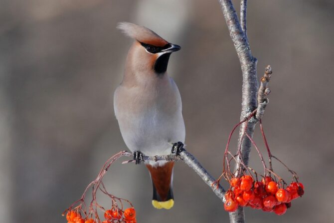 Bohemian Waxwing (Bombycillia garrulus)