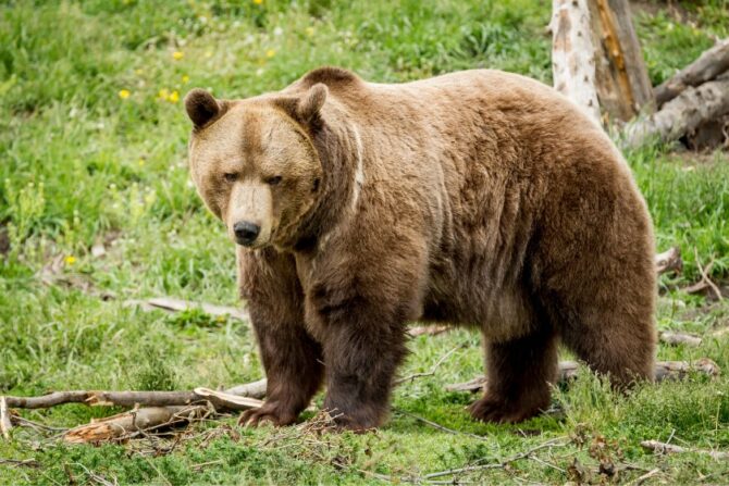 Brown Bear at the River Bank