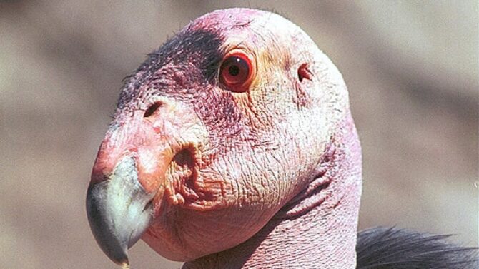 California Condor